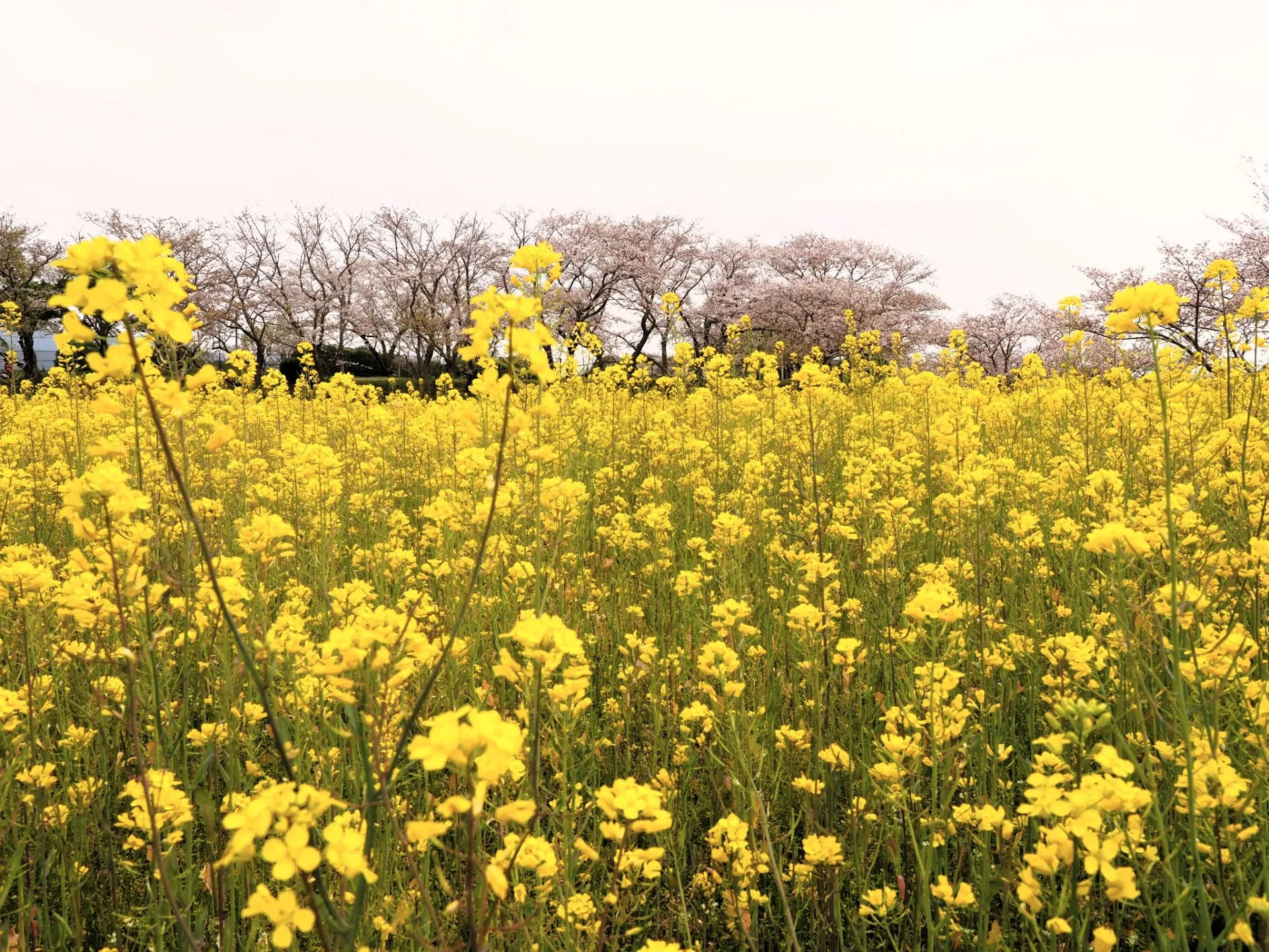 ディエルシー会計事務所