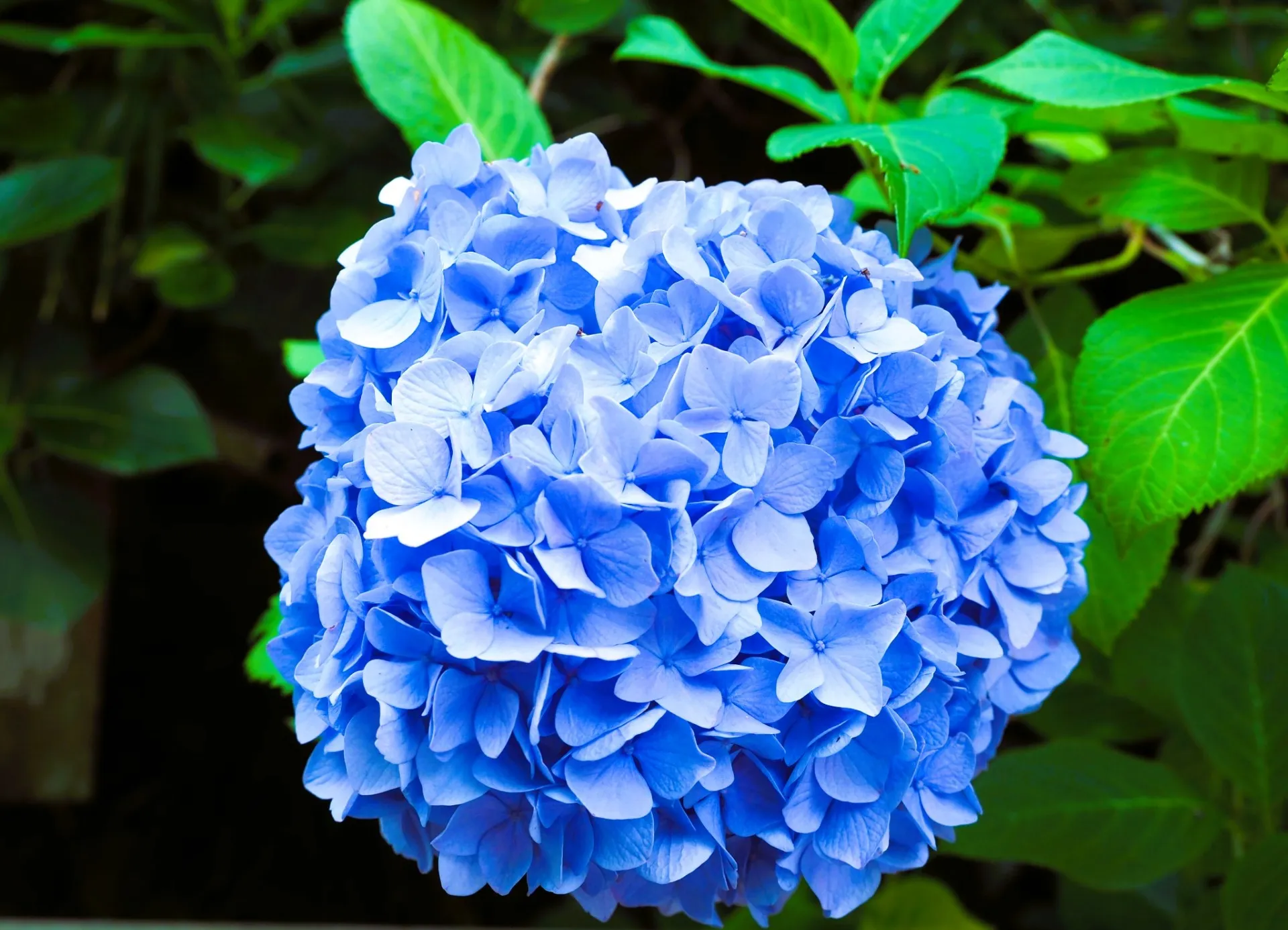 梅雨の北鎌倉・明月院にて