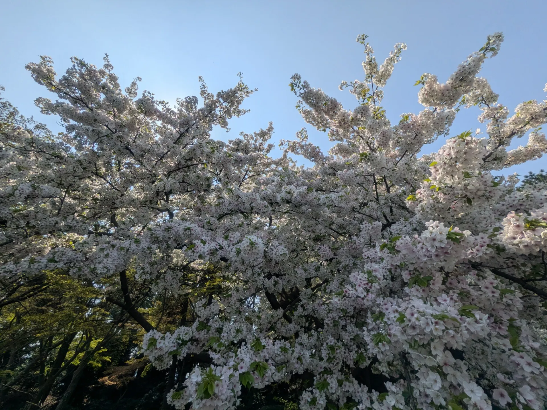 ディエルシー会計事務所